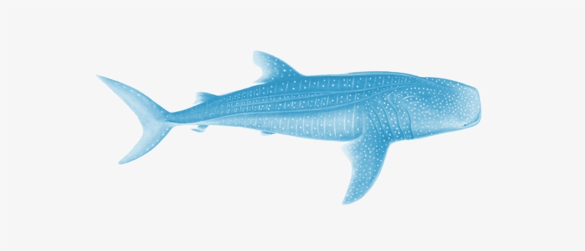 Whale Shark Scientific Illustration, transparent png download