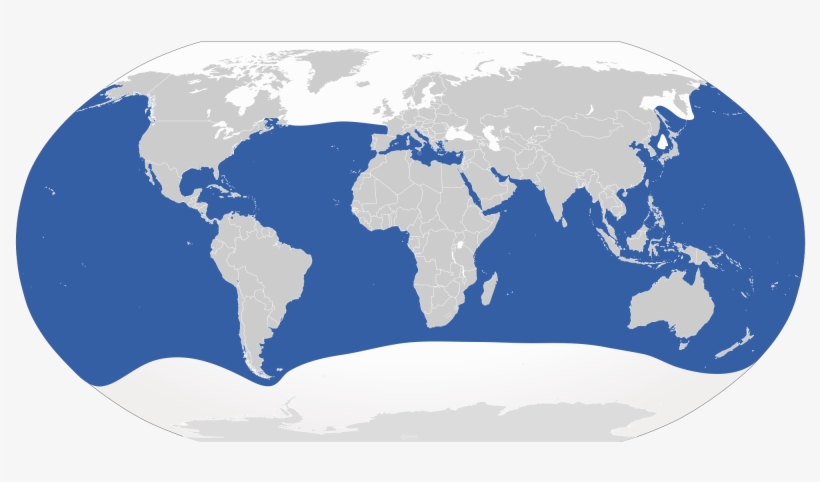 2000px Cypron Range Carcharodon Carcharias - Blue Shark Habitat Map, transparent png download