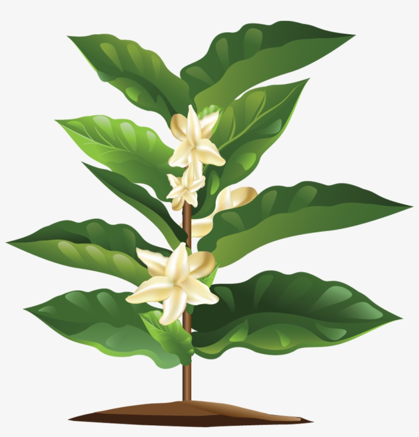 Blooming Coffee Plant - Coffee Plant Png, transparent png download