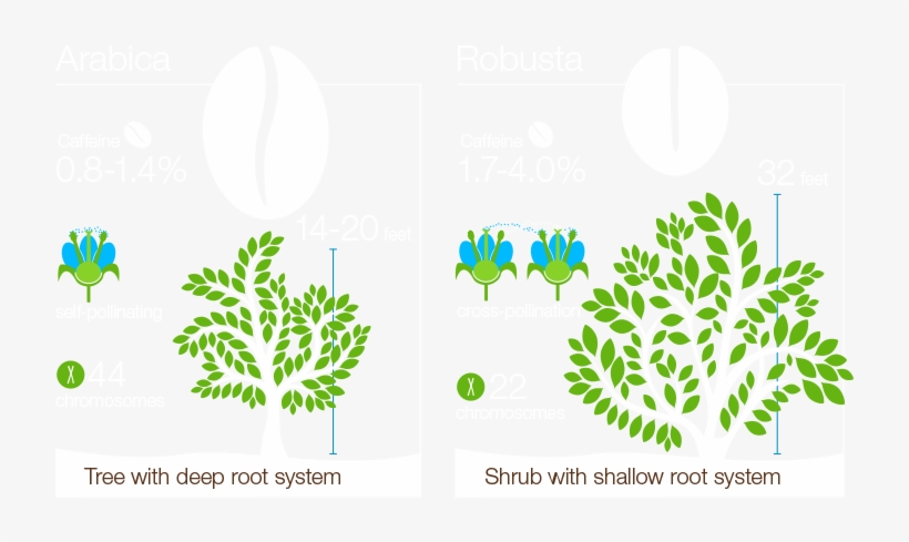 Fruity, Chocolaty And Nutty, Robusta Has A Sharper - Graphic Design, transparent png download