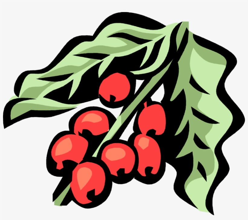 Vector Illustration Of Coffee Bean Seed Of The Coffee, transparent png download