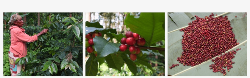 Creating The Right Conditions For Coffee Trees Is Not - Hollyleaf Cherry, transparent png download