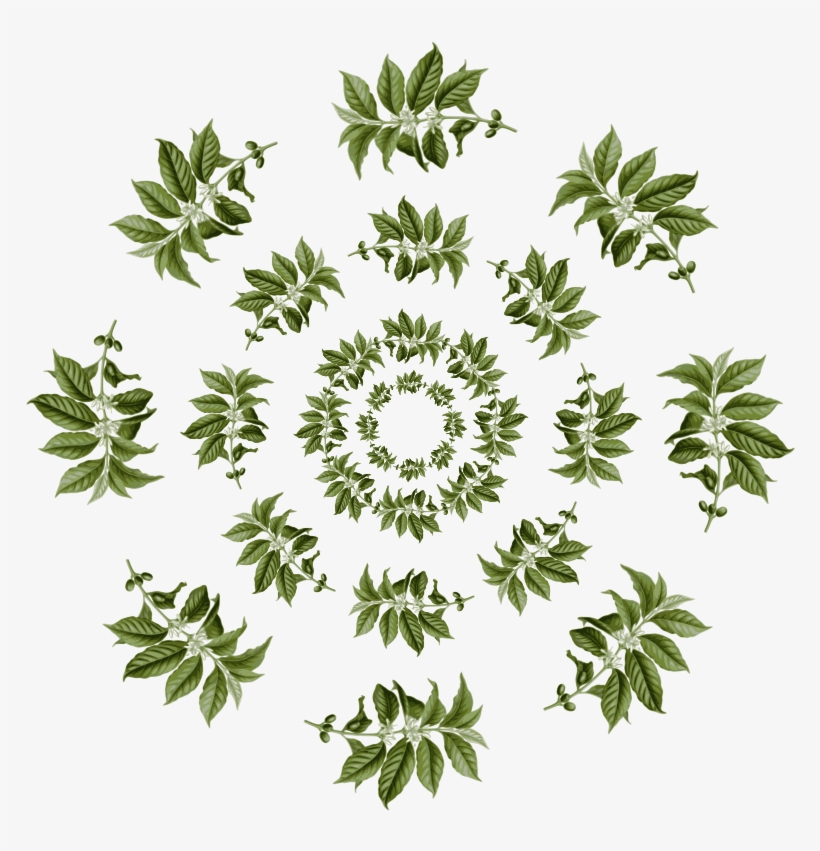 Medium Image - 改變歷史的50種植物, transparent png download