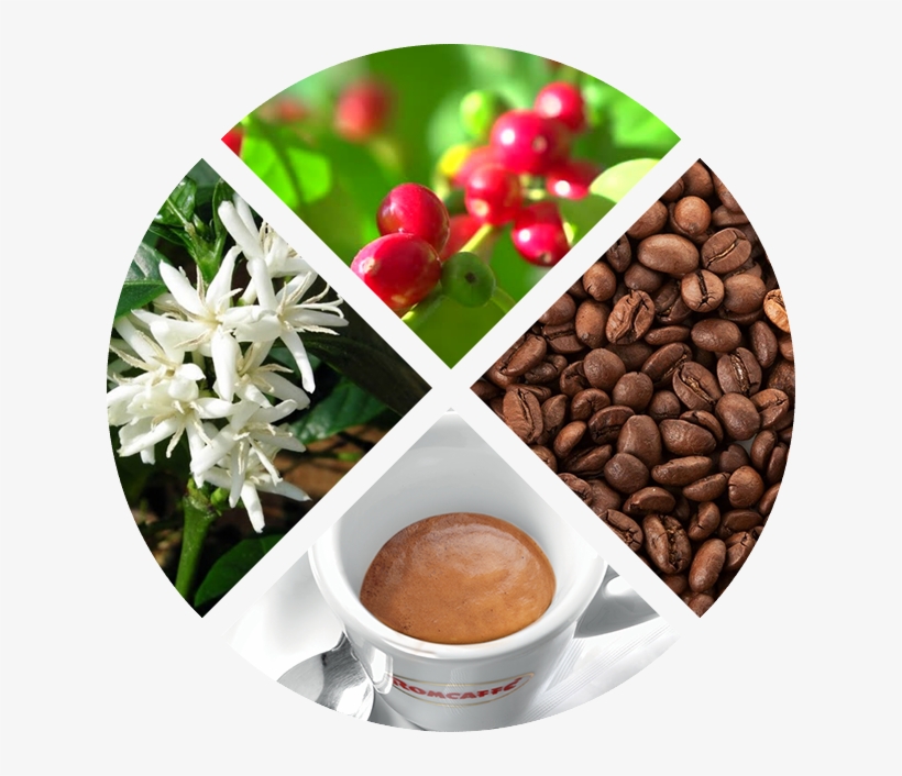 Coffe - Coffee, transparent png download