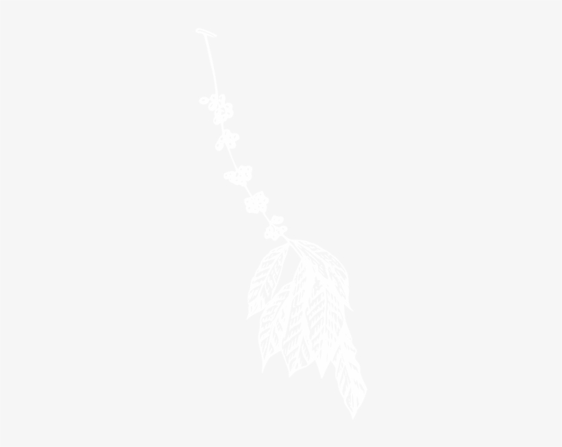 Coffee Plant Clipart Can Bean - Coffee, transparent png download