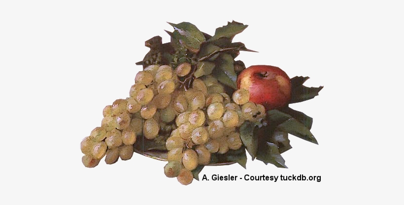 Still Life A Giesler Tuckdb Org 495 × - Ceylon Gooseberry, transparent png download