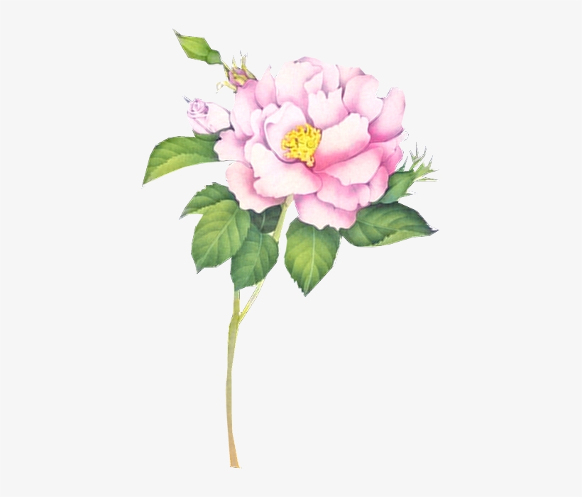 Flower 3 Tuckdb Org - Flower, transparent png download