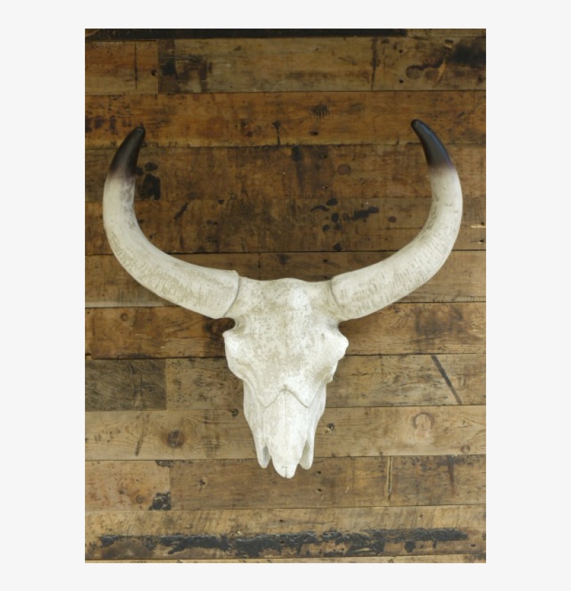 Cattle, transparent png download
