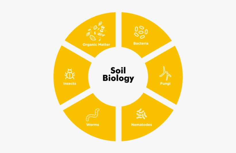 Bound Up Inside Bacteria Is Released And The Lawn Looks - Petroleum Development Oman Logo Png, transparent png download