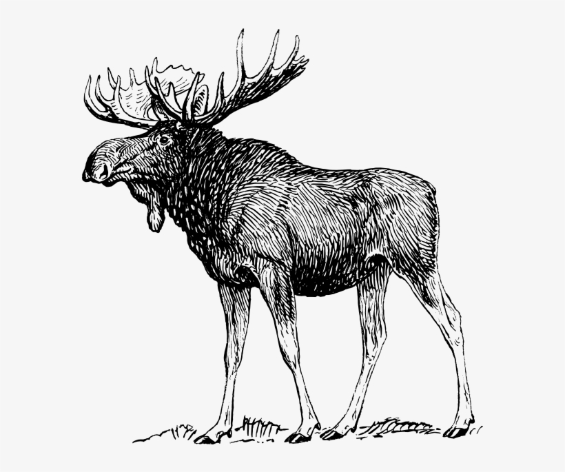 Moose Pictures To Print Moose Drawing Transparent PNG 600x629 Moose Pictures To Print Moose Drawing Transparent PNG 600x629