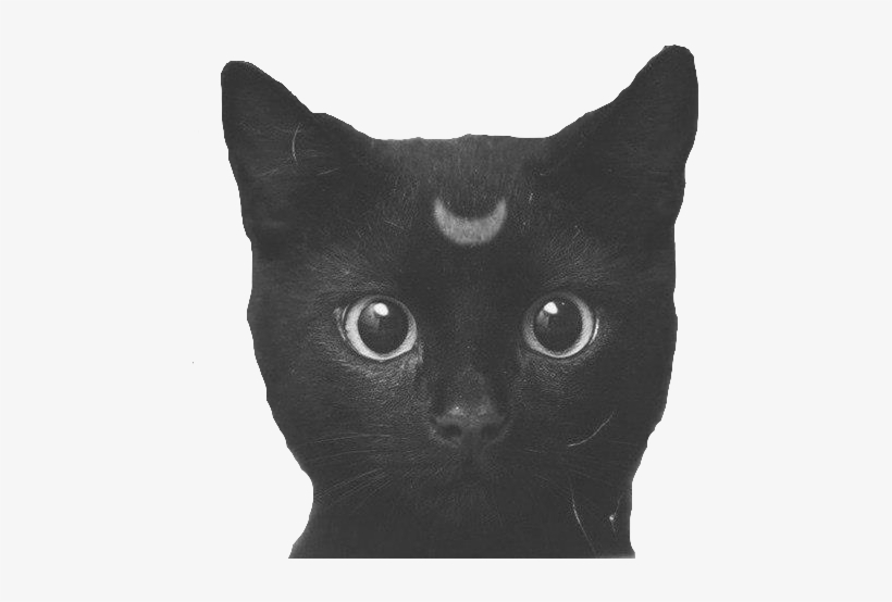 Cat Cute Black And White My Edit Personal Moon Edit - Black Cat Png, transparent png download