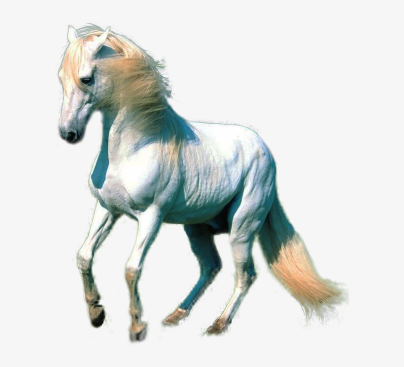 White Horse Images Png, transparent png download