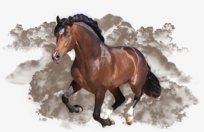 U.s. China Trade: The United States Has Not Restricted, transparent png download