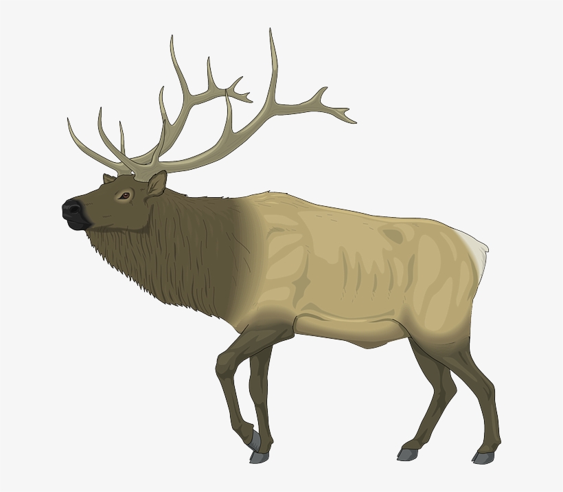 Moose, Large, Body, Animal, Mammal, Antlers - Elk Clip Art Free, transparent png download