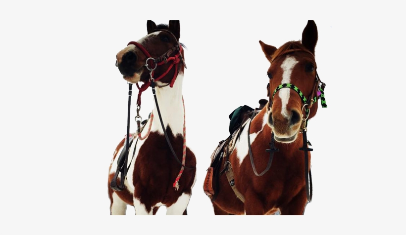 Horses - Horse, transparent png download