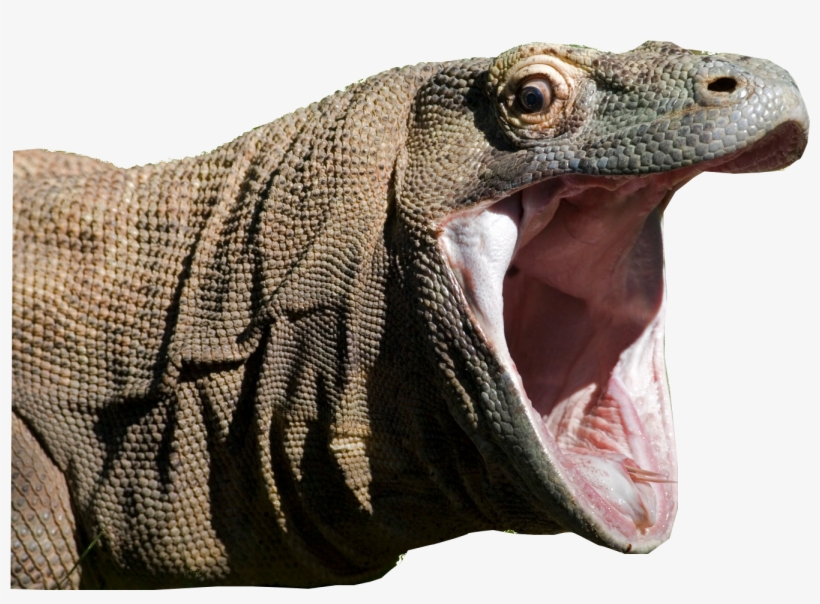 Animalkomodo Dragon - Komodo Dragons [book], transparent png download