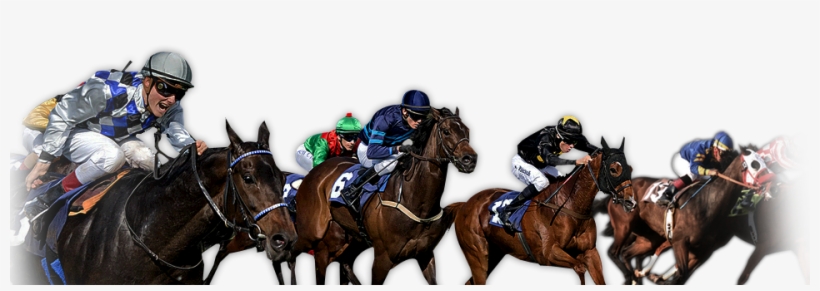 Horse An Introduction By - Racehorse Png, transparent png download
