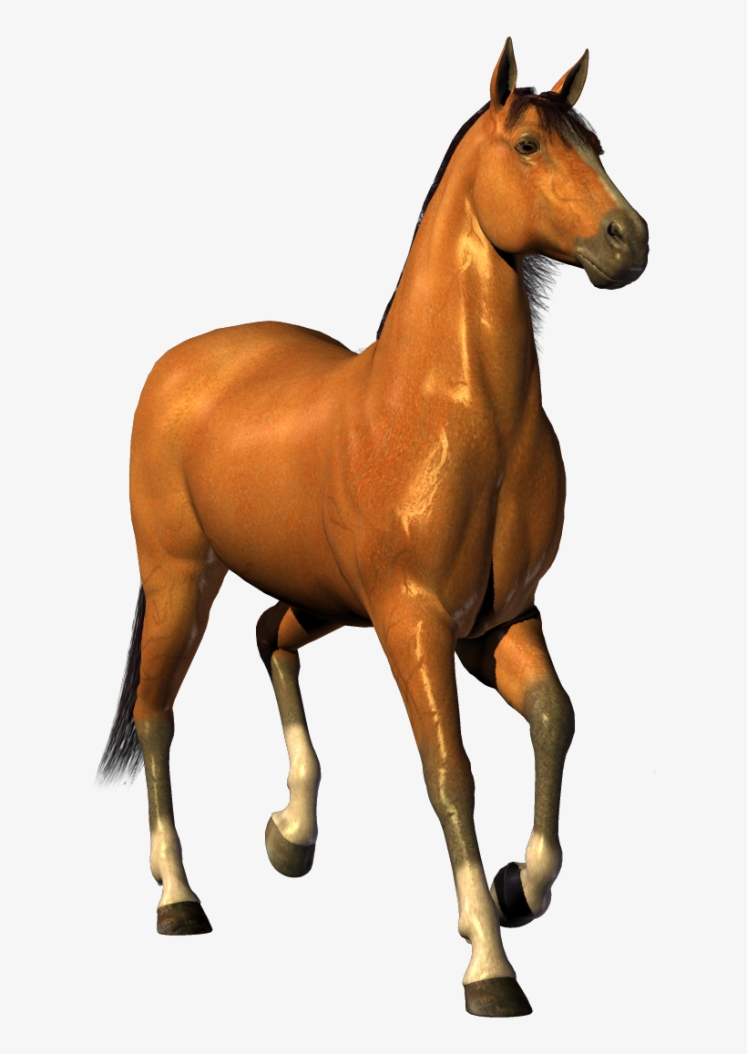 Horse Clip Art No Background Transparent PNG - 620x1077 - Free Download