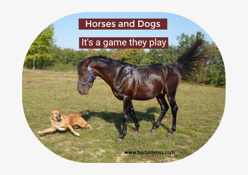 Dogs And Horses - Horseback Dog Free, transparent png download