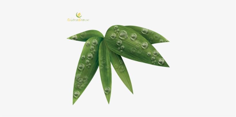 Bamboo Leaf Nature - Leaf, transparent png download