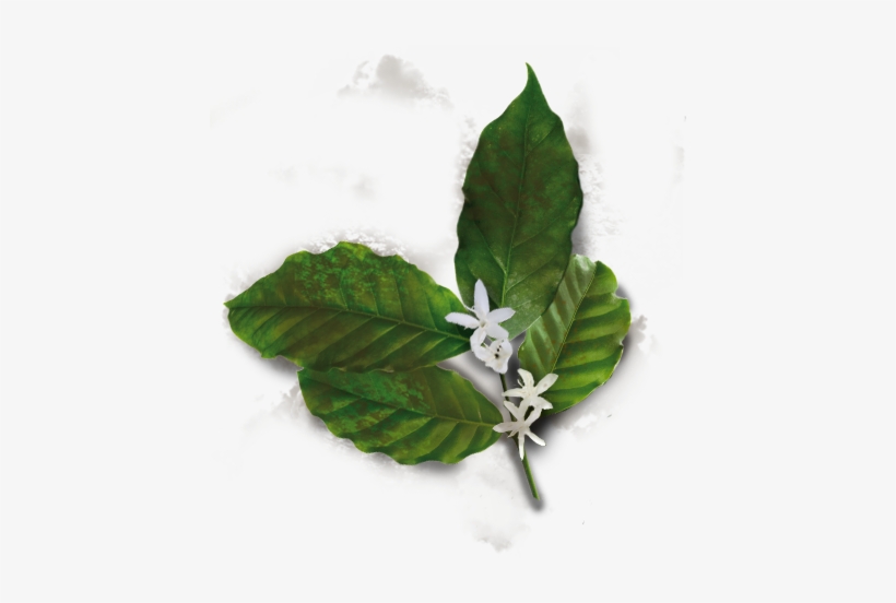 Flowers Appear When A Tree Is - Bay Laurel, transparent png download