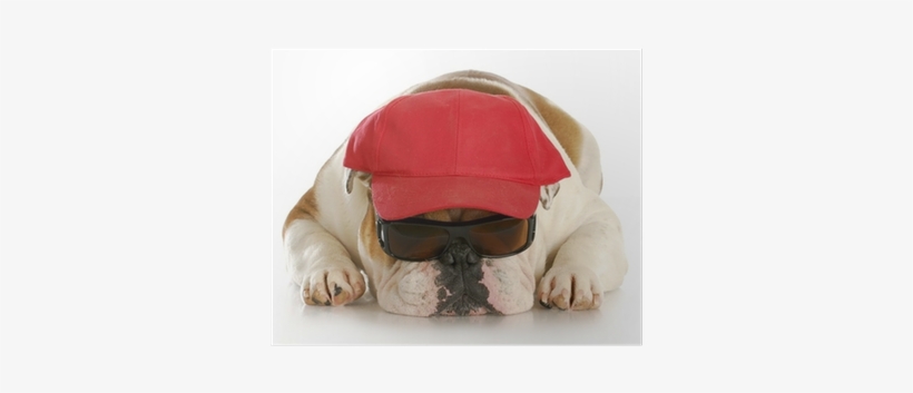 Georgia Bulldogs Football, transparent png download