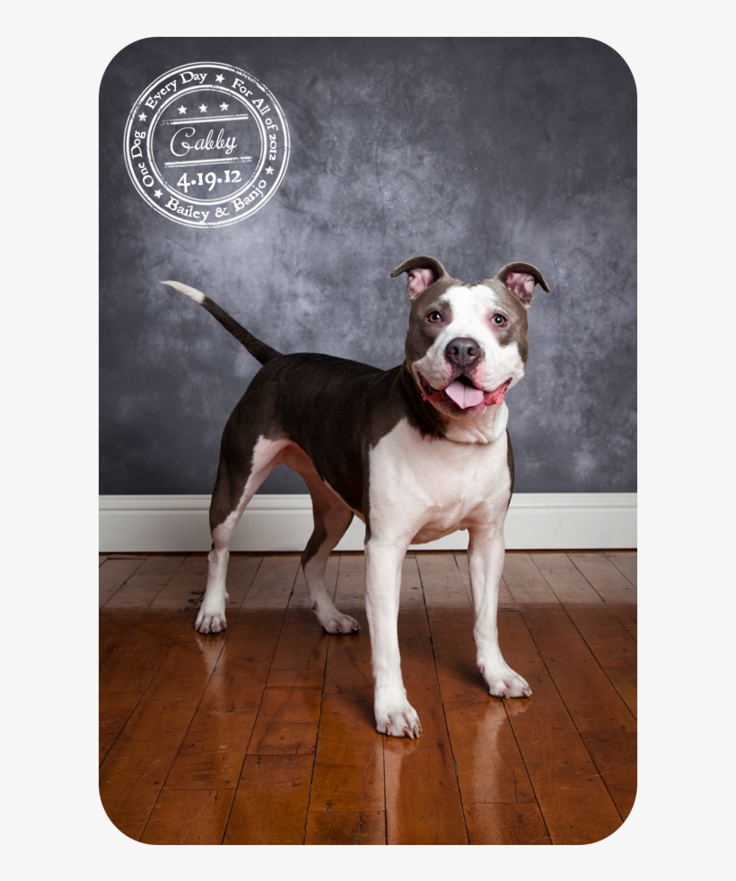 What A Cool Dog - Pit Bull, transparent png download
