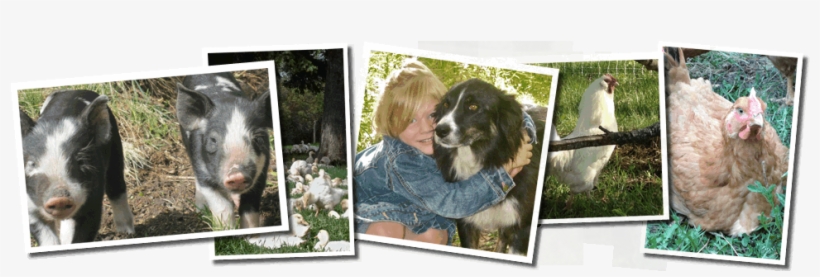 Cool Springs Ranch - Cocker Spaniel, transparent png download