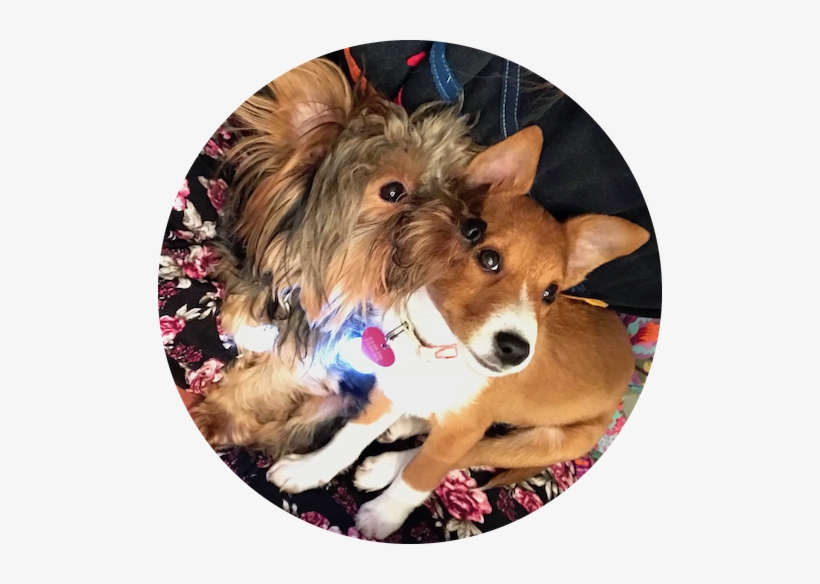 Dog Dog Dog Pic - Yorkshire Terrier, transparent png download