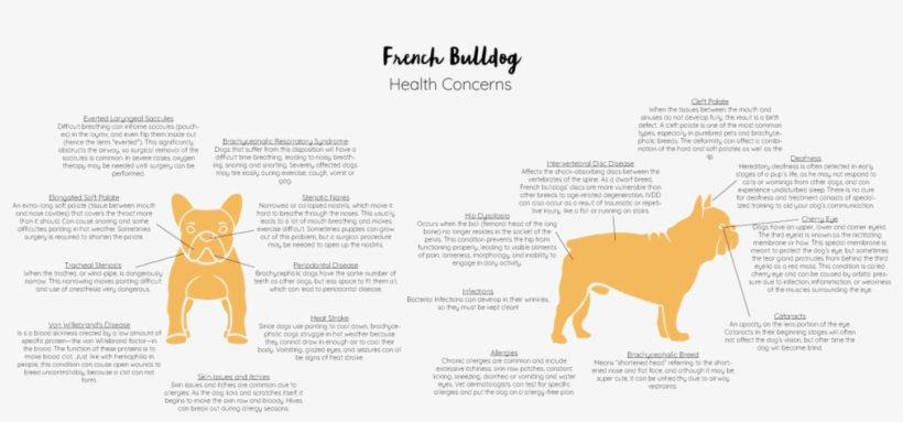 Frenchie-facts - Papua New Guinea, transparent png download