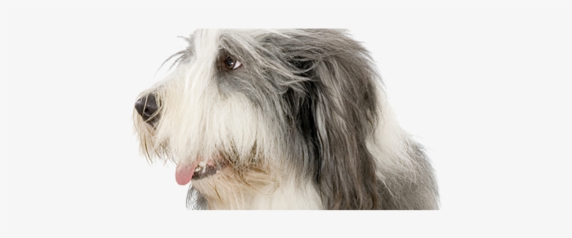 Don't Be A Fool, Keep Your Pets Cool - Bearded Collie Training Guide Bearded Collie Training, transparent png download