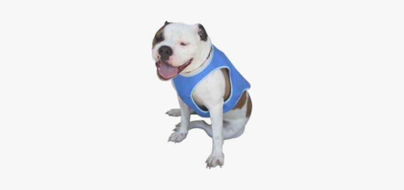Go Fresh Pet Ice Vest, transparent png download