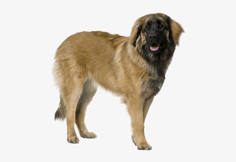 Leonberger Png, transparent png download