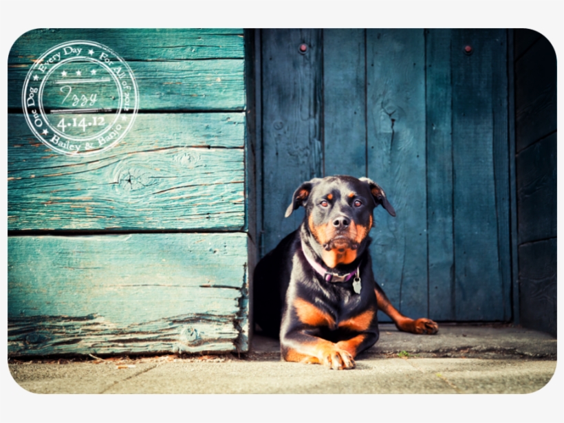 You - Dobermann, transparent png download