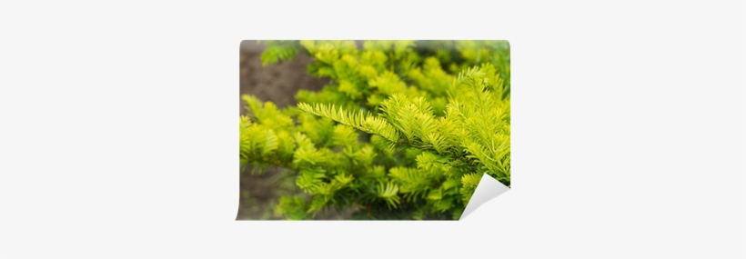 Hornwort, transparent png download