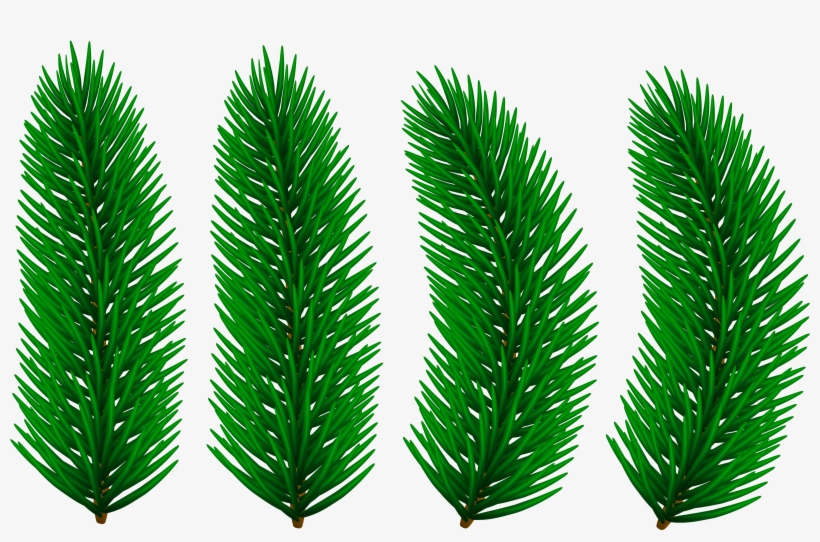 Pine Branches Transparent Clip Art Image - Clip Art, transparent png download