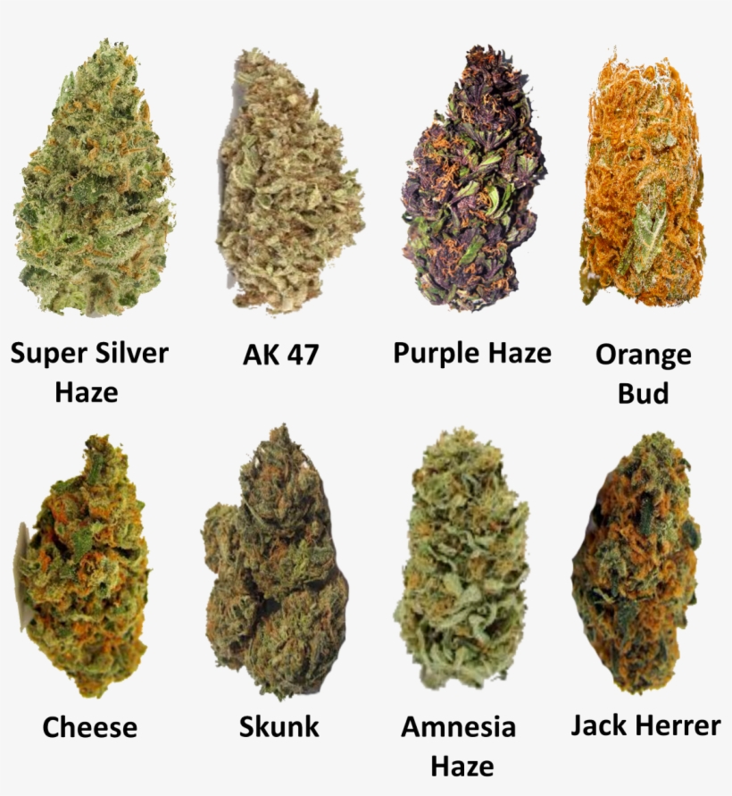 Sisas On Twitter - Ak47 Buds, transparent png download