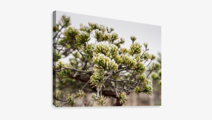Closeup Of Pine Tree Branch In Field Of Kemeri Moor - Marsh Labrador Tea, transparent png download