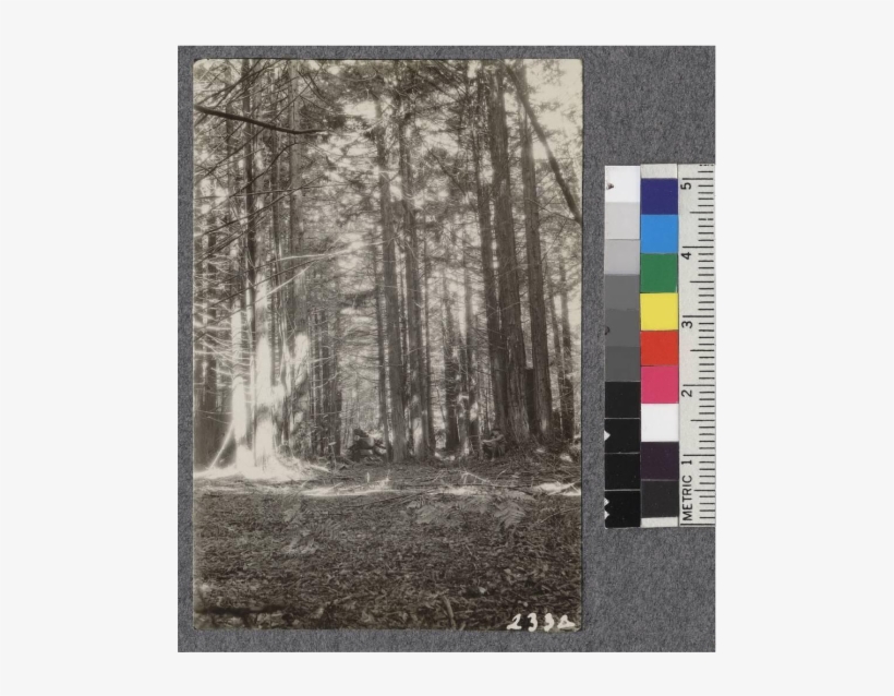 Secondgrowth Redwood Yield Study - Birch, transparent png download