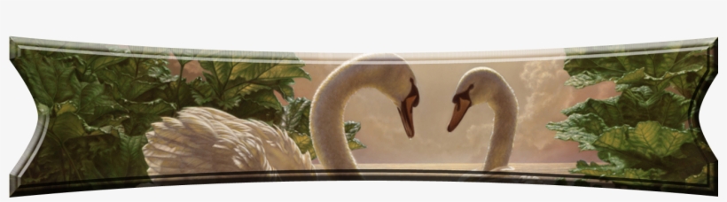 Frames And Borders - Imagenes De Cisnes Enamorados, transparent png download