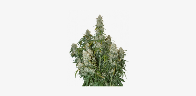 Big Bud Auto - Big Bud, transparent png download