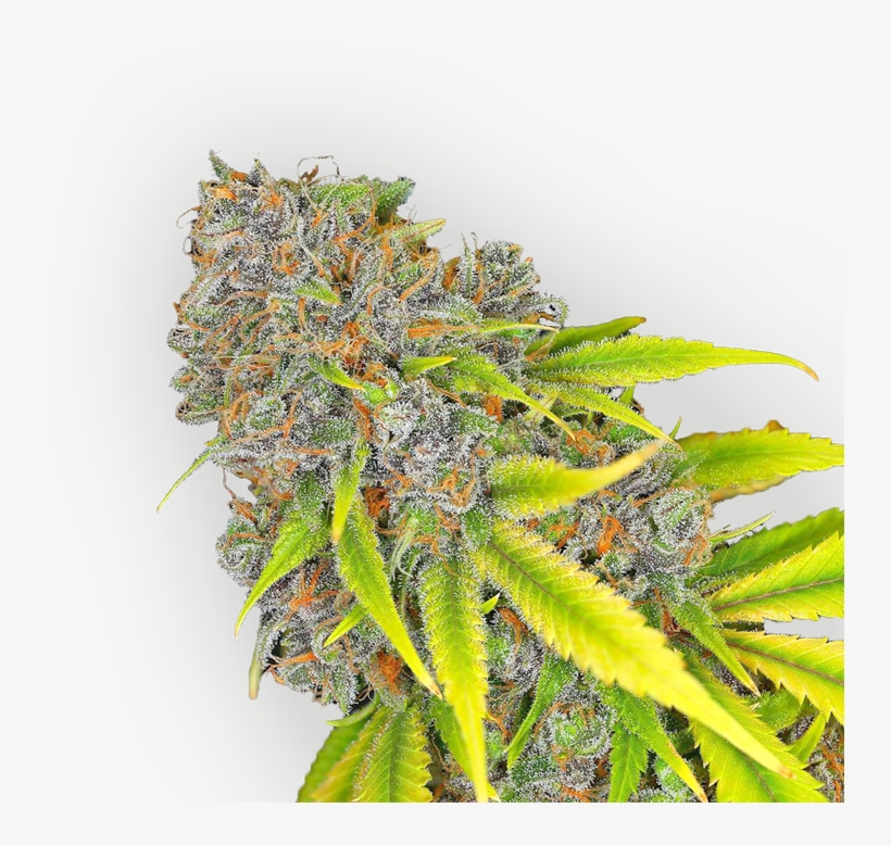 Cannabis Bud - Cannabis, transparent png download