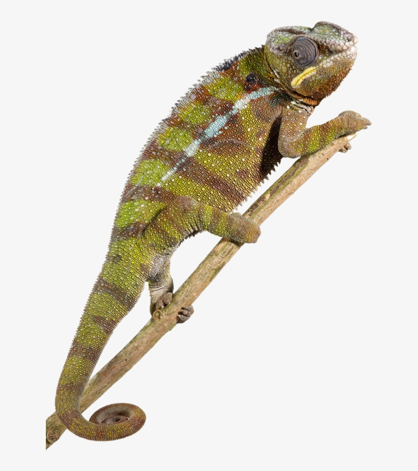 Related Wallpapers - Reptile Png, transparent png download