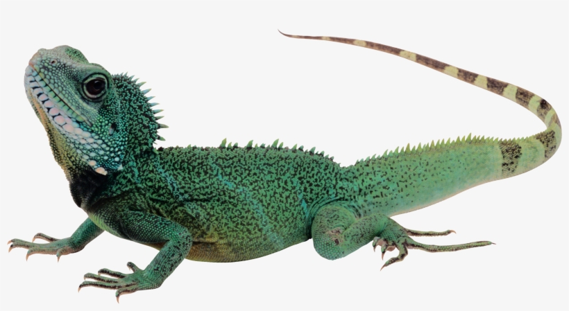 Lizard Png - Como Es El Cuerpo De Los Reptiles, transparent png download