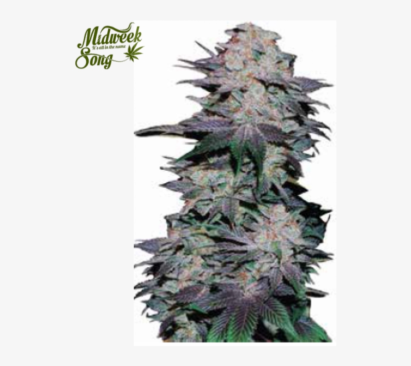 Fast Buds Blackberry Marijuana Seeds - Blackberry Auto Feminised, transparent png download