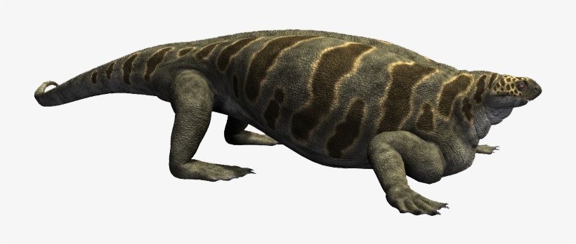 Cotylorhynchus - Dinosaurs Alive Wiki Dimetrodon, transparent png download