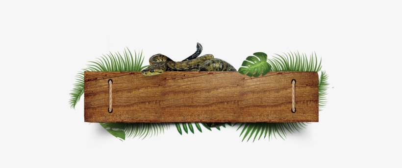 Special Of The Month - Reptile, transparent png download