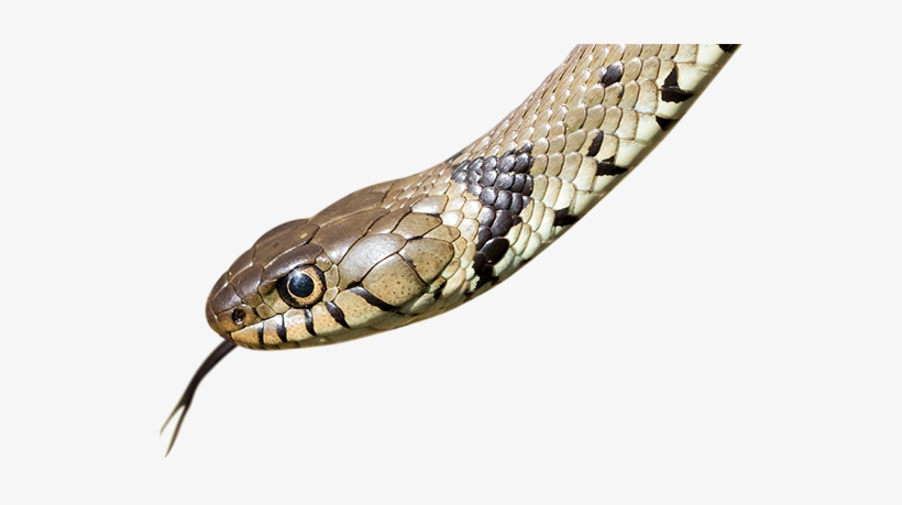Durham Wildlife Trust, transparent png download