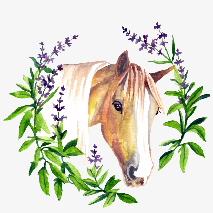 Sage By Nature - Sorrel, transparent png download