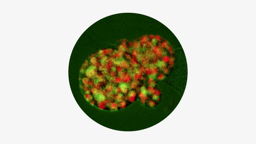 Micro-02 - Portable Network Graphics, transparent png download